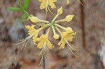 Flame Azalea - Rhododendron calendulaceum