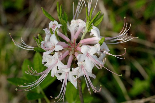 Piedmont Azalea - Rhododendron canescens 2