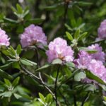Catawba Rhododendron, Catawba Rosebay, Red Laurel, Early Azalea - Rhododendron catawbiense