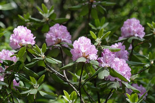 Catawba Rhododendron, Catawba Rosebay, Red Laurel, Early Azalea - Rhododendron catawbiense