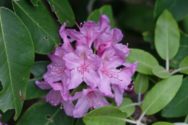 Catawba Rhododendron, Catawba Rosebay, Red Laurel, Early Azalea - Rhododendron catawbiense 2