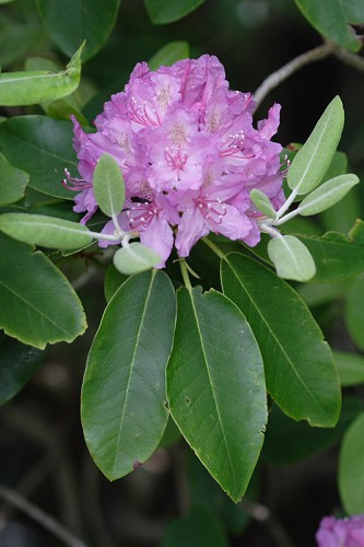 Catawba Rhododendron, Catawba Rosebay, Red Laurel, Early Azalea - Rhododendron catawbiense 3