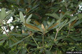 Rosebay Rhododendron, White Laurel, Great Laurel - Rhododendron maximum 2