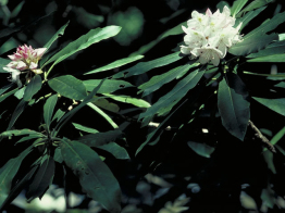 Rosebay Rhododendron, White Laurel, Great Laurel - Rhododendron maximum