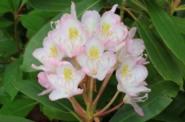 Rosebay Rhododendron, White Laurel, Great Laurel - Rhododendron maximum 3