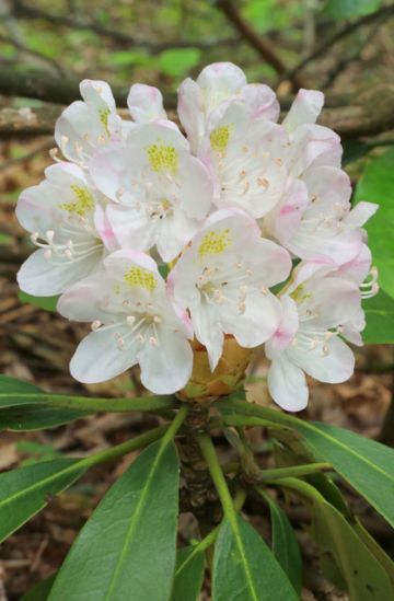 Rosebay Rhododendron, White Laurel, Great Laurel - Rhododendron maximum 4