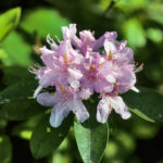 Rhododendron, Carolina Laurel, Piedmont Rhododendron - Rhododendron minus