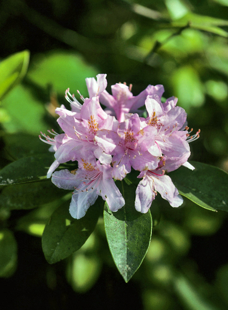 Rhododendron, Carolina Laurel, Piedmont Rhododendron - Rhododendron minus