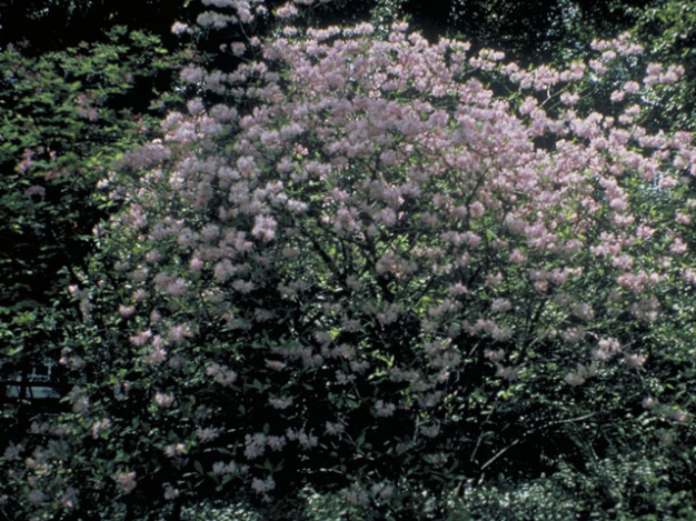Pinxterbloom Azalea - Rhododendron periclymenoides (R. nudiflorum)