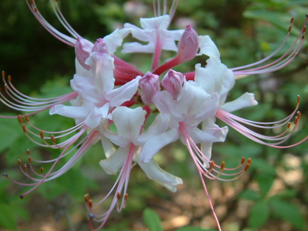 Pinxterbloom Azalea - Rhododendron periclymenoides (R. nudiflorum) 2