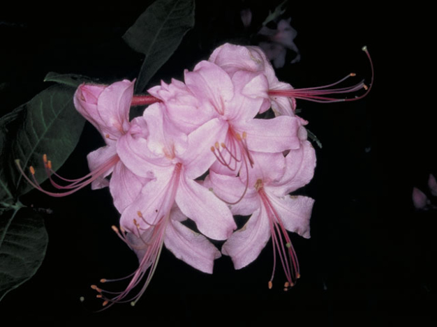 Roseshell Azalea - Rhododendron prinophyllum (R. roseum; R. nudiflorum)