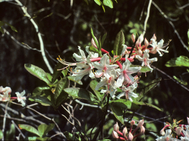 Roseshell Azalea - Rhododendron prinophyllum (R. roseum; R. nudiflorum)