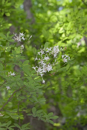 Swamp Azalea - Rhododendron viscosum 2