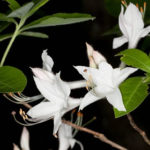 Swamp Azalea - Rhododendron viscosum