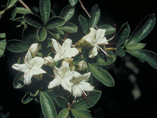 Swamp Azalea - Rhododendron viscosum 4