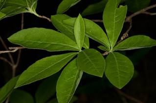 Swamp Azalea - Rhododendron viscosum 3