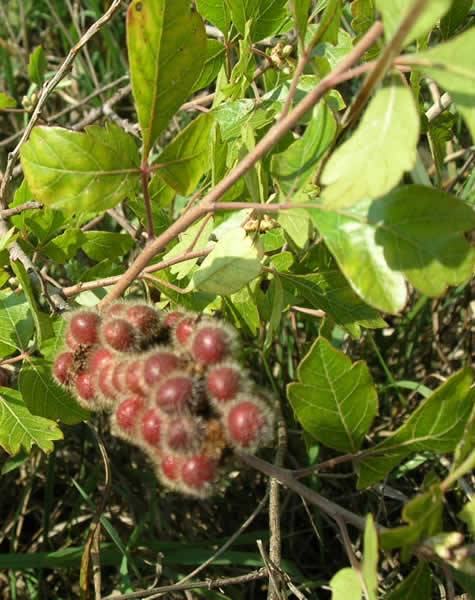 Fragrant Sumac, Lemon Sumac, Polecat Bush - Rhus aromatica