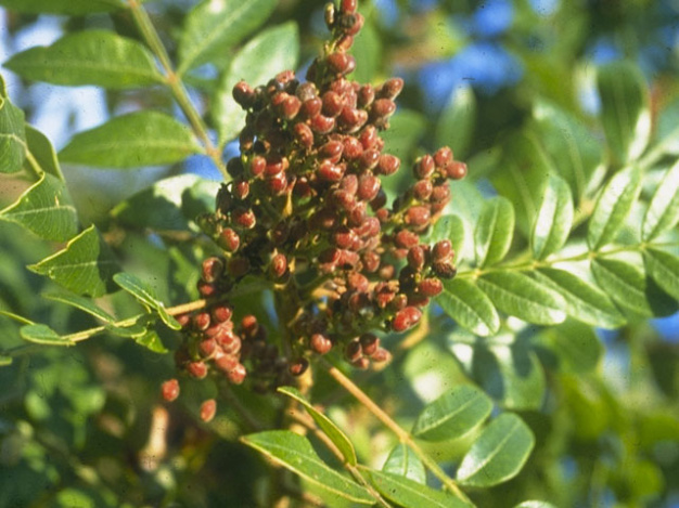 Shining Sumac, Winged Sumac, Dwarf Sumac - Rhus copallinum (R. copallina)