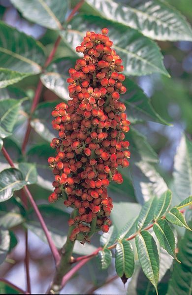 Smooth Sumac, Scarlet Sumac - Rhus glabra