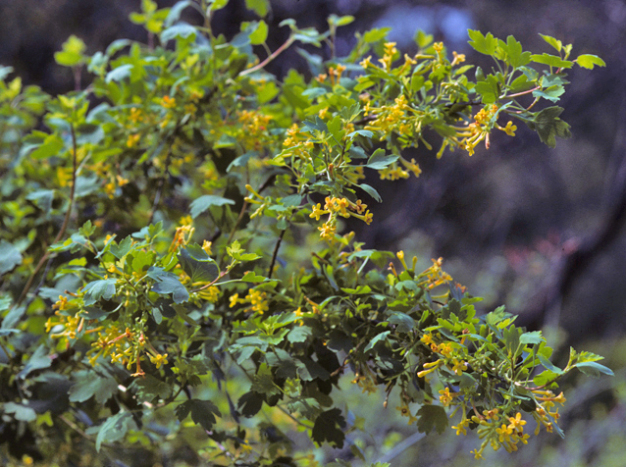 Golden Currant - Ribes aureum (R. odoratum)