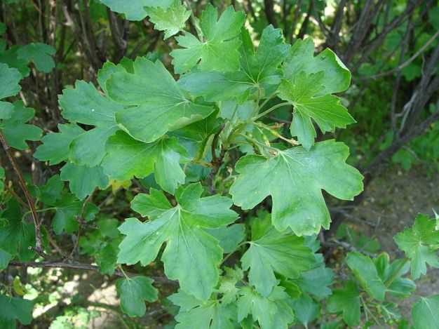 Golden Currant - Ribes aureum (R. odoratum) 2