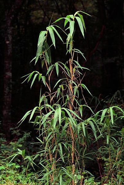 River Cane, Giant Cane - Arundinaria gigantean