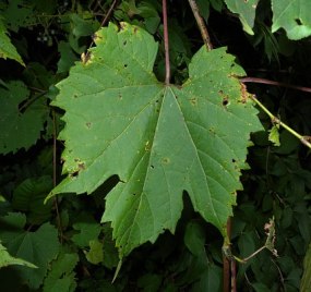 Riverbank Grape - Vitis riparia 3