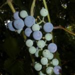 Riverbank Grape - Vitis riparia