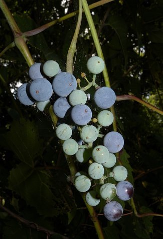 Riverbank Grape - Vitis riparia