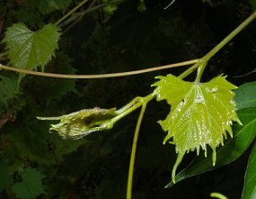 Riverbank Grape - Vitis riparia 2