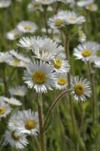 Robin’s Plantain - Erigeron pulchellus 2