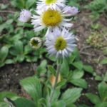 Robin’s Plantain - Erigeron pulchellus 4