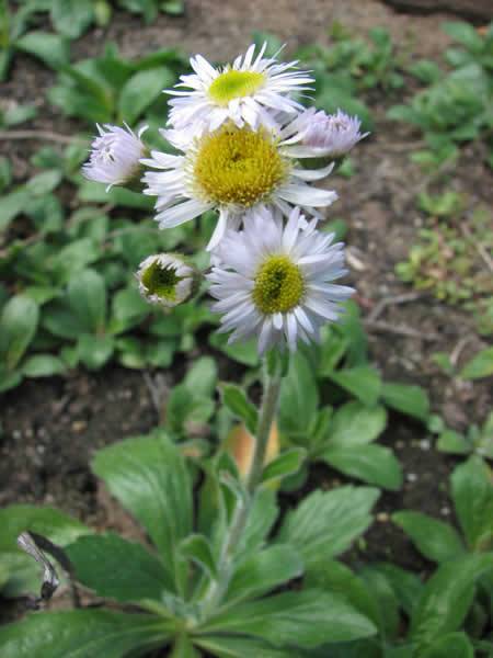 Robin’s Plantain - Erigeron pulchellus 4