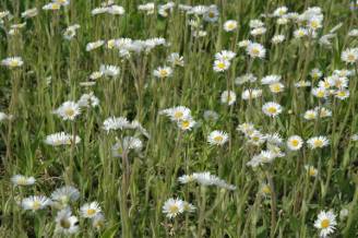 Robin’s Plantain - Erigeron pulchellus 3