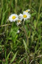 Robin’s Plantain - Erigeron pulchellus