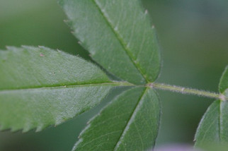 Carolina Rose, Pasture Rose - Rosa carolina