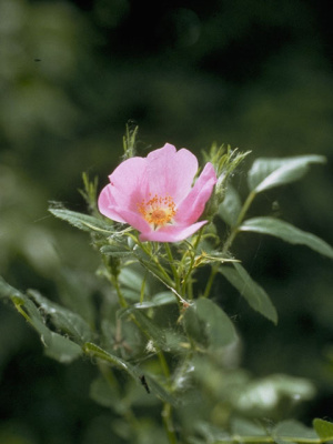 Carolina Rose, Pasture Rose - Rosa carolina 4