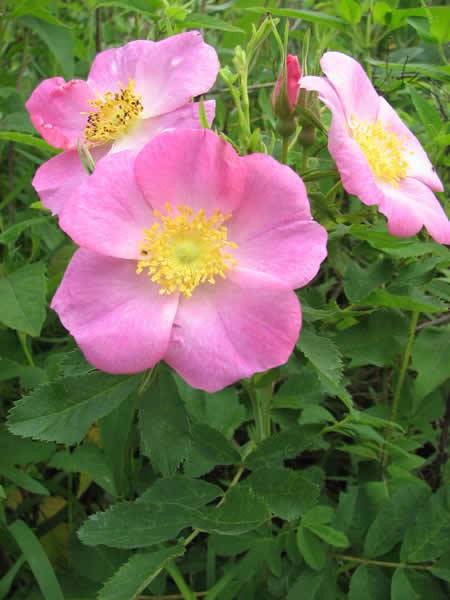 Carolina Rose, Pasture Rose - Rosa carolina 3