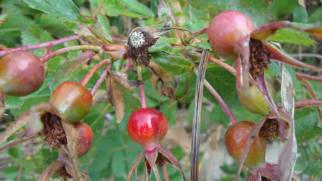 Carolina Rose, Pasture Rose - Rosa carolina 2