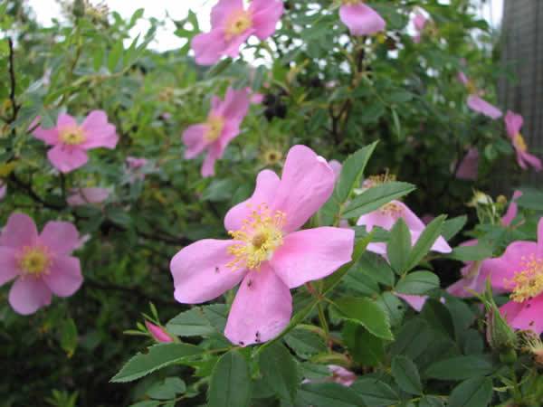 Swamp Rose - Rosa palustris