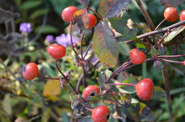 Swamp Rose - Rosa palustris 2