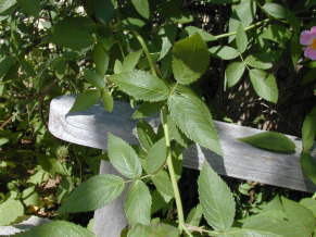 Prairie Rose, Illinois Rose, Climbing Prairie Rose - Rosa setigera 2