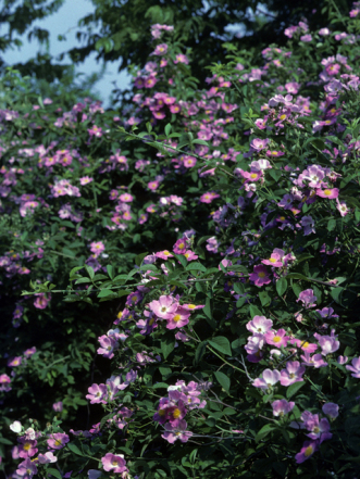 Prairie Rose, Illinois Rose, Climbing Prairie Rose - Rosa setigera