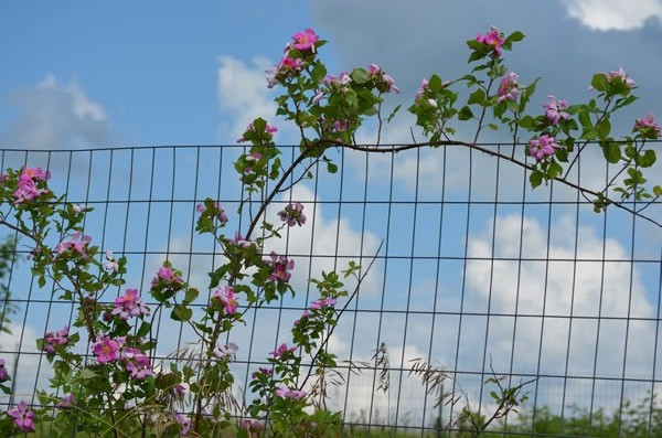 Prairie Rose, Illinois Rose, Climbing Prairie Rose - Rosa setigera 4