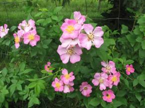 Prairie Rose, Illinois Rose, Climbing Prairie Rose - Rosa setigera 3