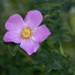 Virginia Rose, Pasture Rose, Wild Rose - Rosa virginiana