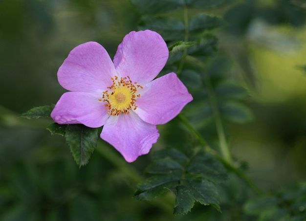Virginia Rose, Pasture Rose, Wild Rose - Rosa virginiana
