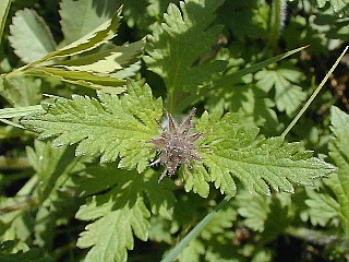 Rose Verbena, Rose Mock Vervain - Glandularia canadensis (Verbena canadensis) 2