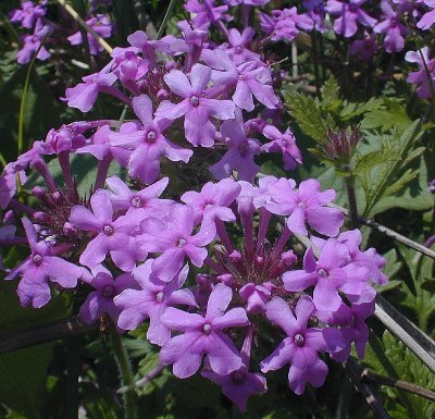 Rose Verbena, Rose Mock Vervain - Glandularia canadensis (Verbena canadensis)