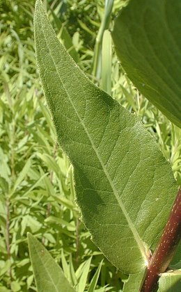 Rosin Weed, Wholeleaf Rosinweed - Silphium integrifolium 2
